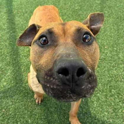 Pringles thumbnail 2