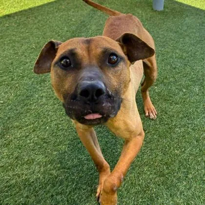 Pringles thumbnail 3