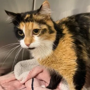 An adult medium-sized female Domestic Medium Hair cat named Annabelle for adoption in Cumming, GA