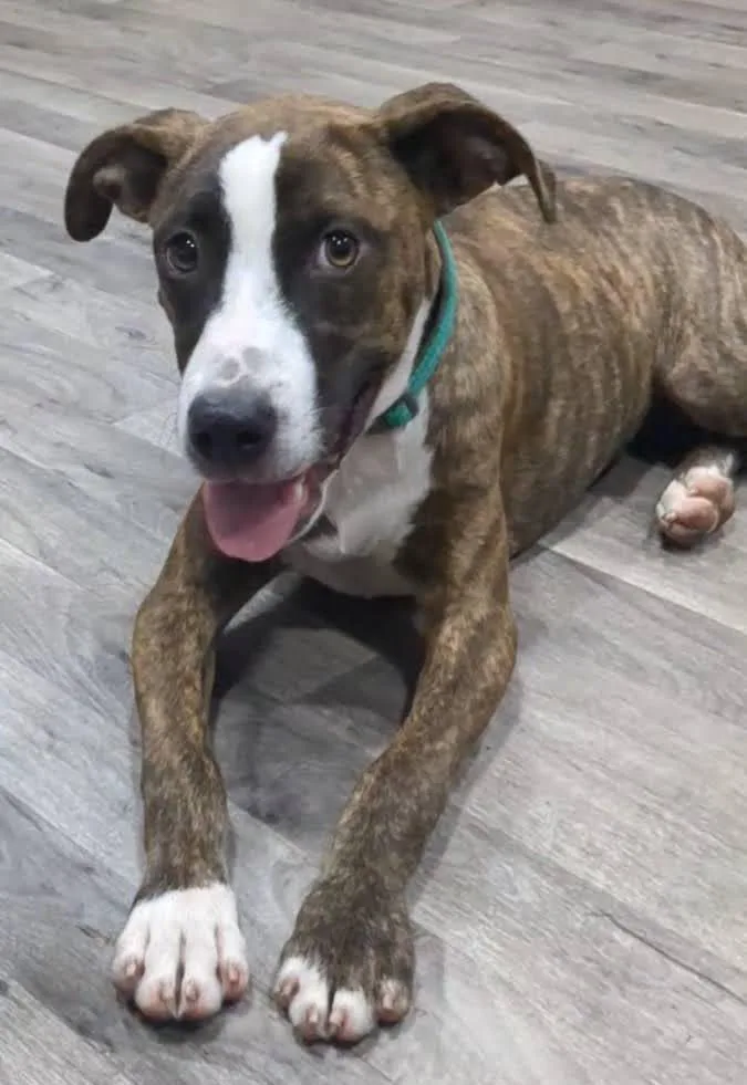 A baby medium-sized female Brindle Mixed Breed dog named Maple for adoption in Marshall, AR