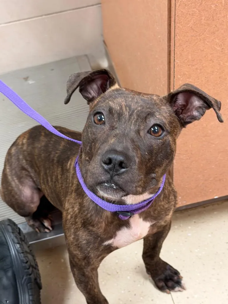 A young large-sized female Mixed Breed dog named Livey for adoption in Bossier City, LA