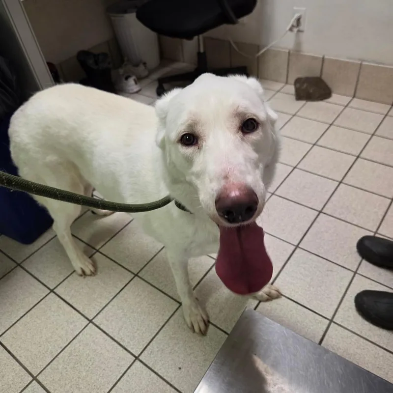 An adult large-sized female White / Cream Mixed Breed dog named Alayna Fka Max for adoption in Charleston, WV