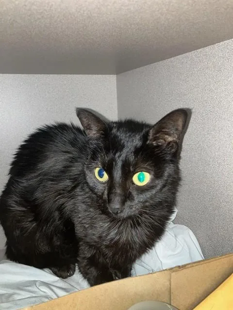 An adult small-sized female Domestic Short Hair cat named Isolde for adoption in Dallas, TX