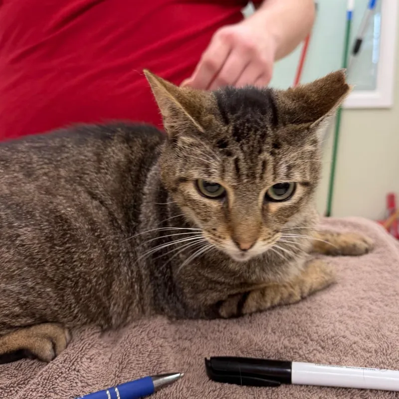 A young medium-sized female Brown / Chocolate Domestic Short Hair cat named Marie for adoption in East Smithfield , PA