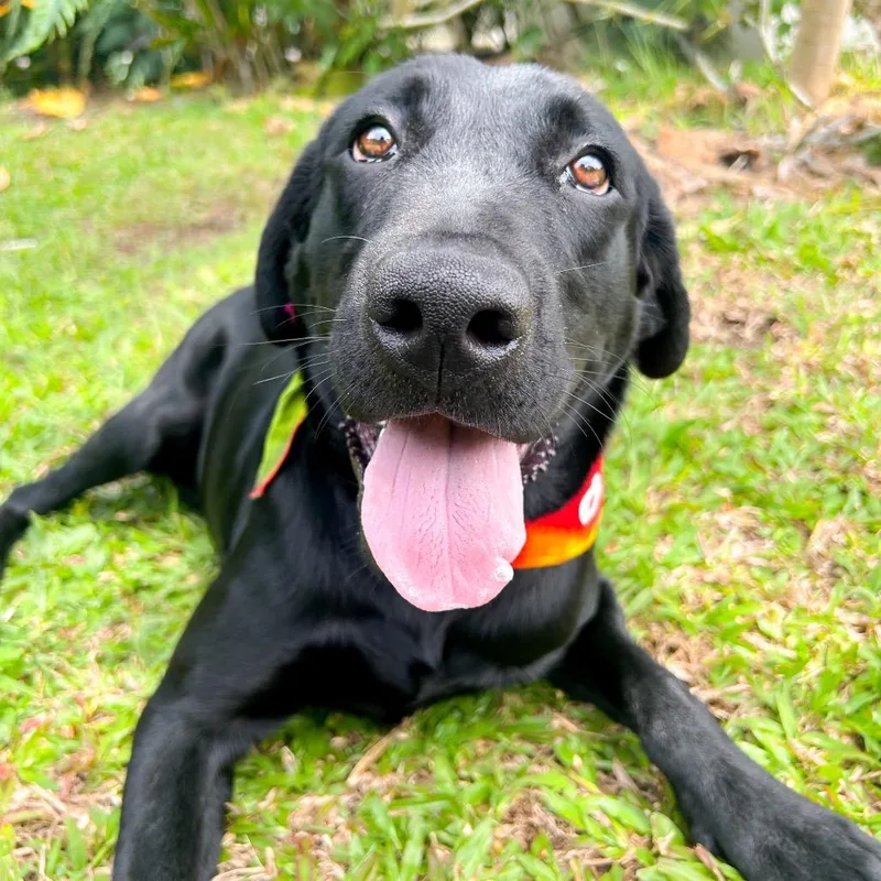 An adult large-sized male Black Mixed Breed dog named Moose for adoption in Kailua Kona, HI