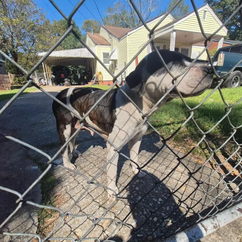 An adult medium-sized female White / Cream Mixed Breed dog named StrayHaroldStreetBQ for adoption in Columbus, GA