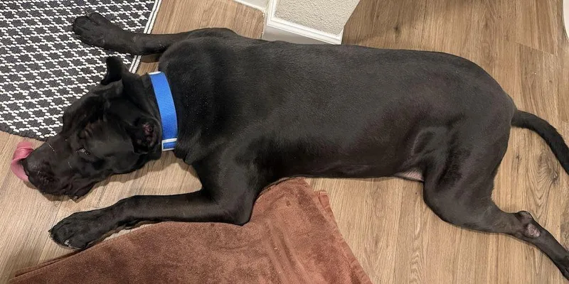 An adult extra large-sized male Black Cane Corso dog named Ghost for adoption in Larkspur, CO