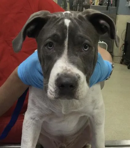 A baby small-sized male Pit Bull Terrier dog named Rocky for adoption in Riverside, CA