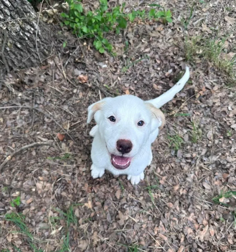 A baby extra large-sized female Labrador Retriever dog named Honeybun for adoption in North Syracuse, NY