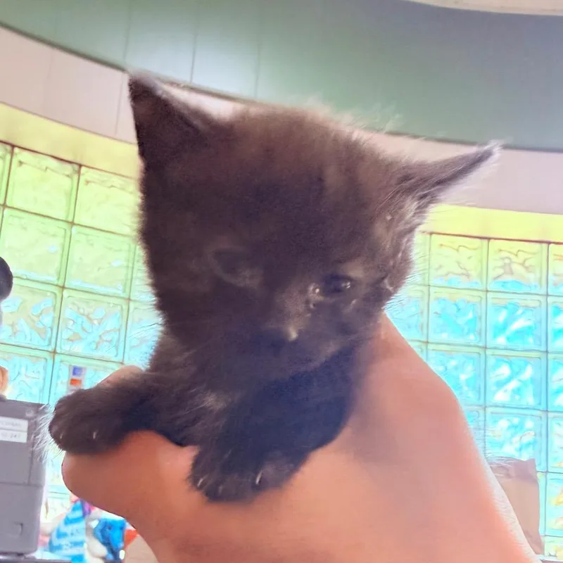 A baby small-sized female Domestic Short Hair cat named Churro for adoption in Utica, MI