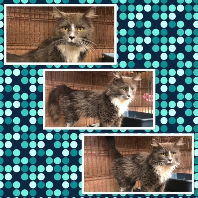 An adult small-sized male Gray & White Domestic Long Hair cat named Titan for adoption in Buckhannon, WV