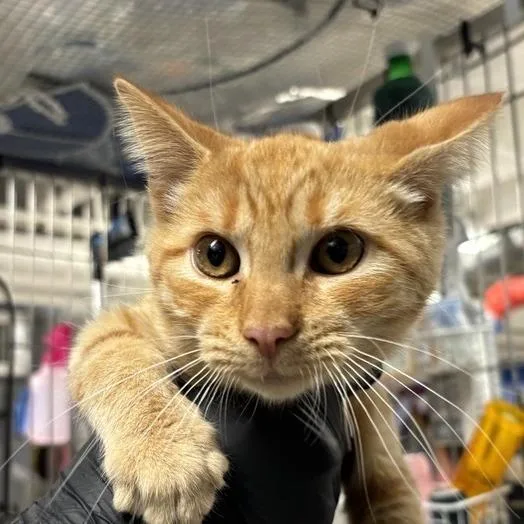 A young small-sized male Orange / Red Domestic Short Hair cat named Squid for adoption in New York, NY