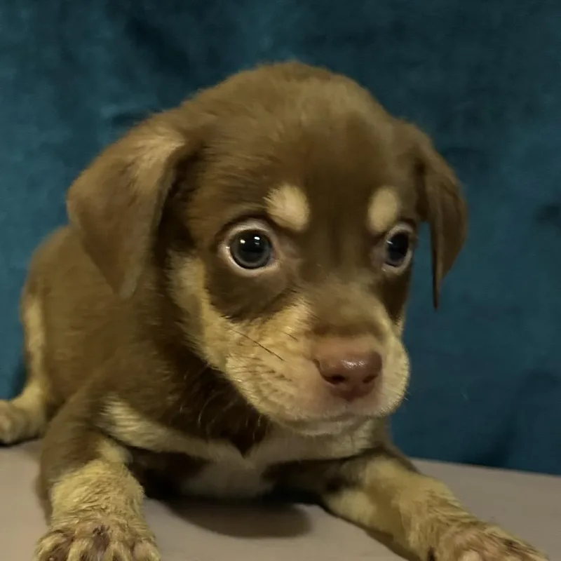 A baby small-sized male Brown / Chocolate Shepherd dog named Petey for adoption in San Antonio, TX