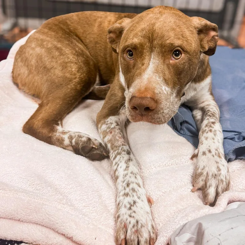 A young small-sized male Brindle Mixed Breed dog named Shrimp for adoption in Springboro, OH
