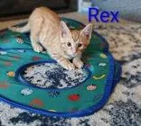 Rex
