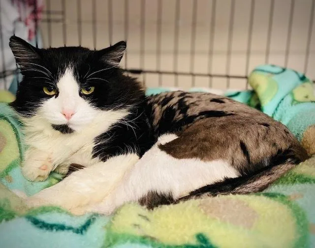 An adult medium-sized male Black & White / Tuxedo Domestic Long Hair cat named Mailman for adoption in Duxbury, MA