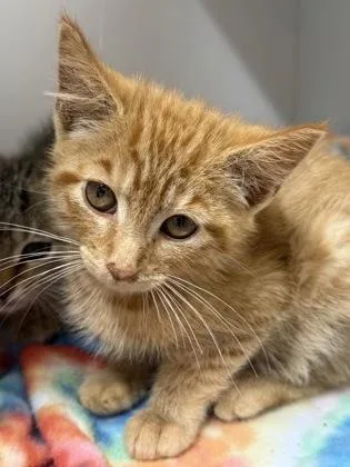 A baby small-sized male Domestic Medium Hair cat named Sport for adoption in West Chester, PA