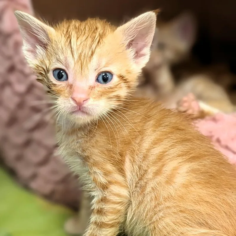 A baby small-sized male Orange / Red Domestic Short Hair cat named Garfield for adoption in Buchanan Dam, TX