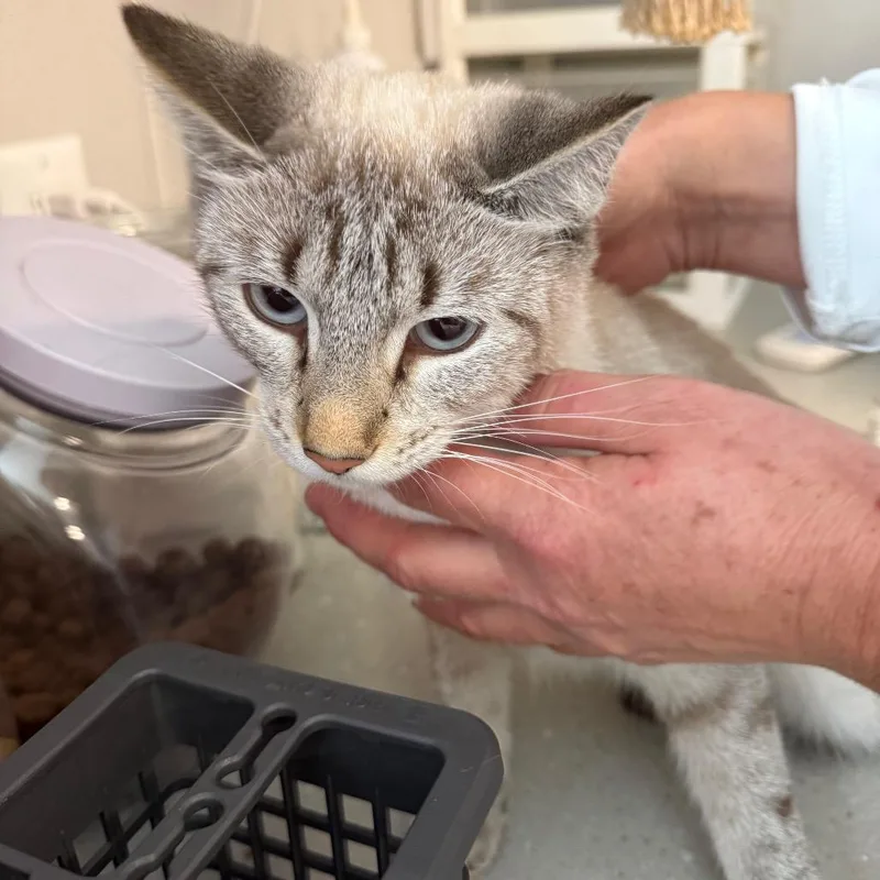 An adult medium-sized female Seal Point Siamese cat named Felicity for adoption in Horn Lake, MS