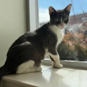An adult medium-sized male Gray / Blue / Silver Domestic Short Hair cat named Marcell for adoption in Chicago, IL