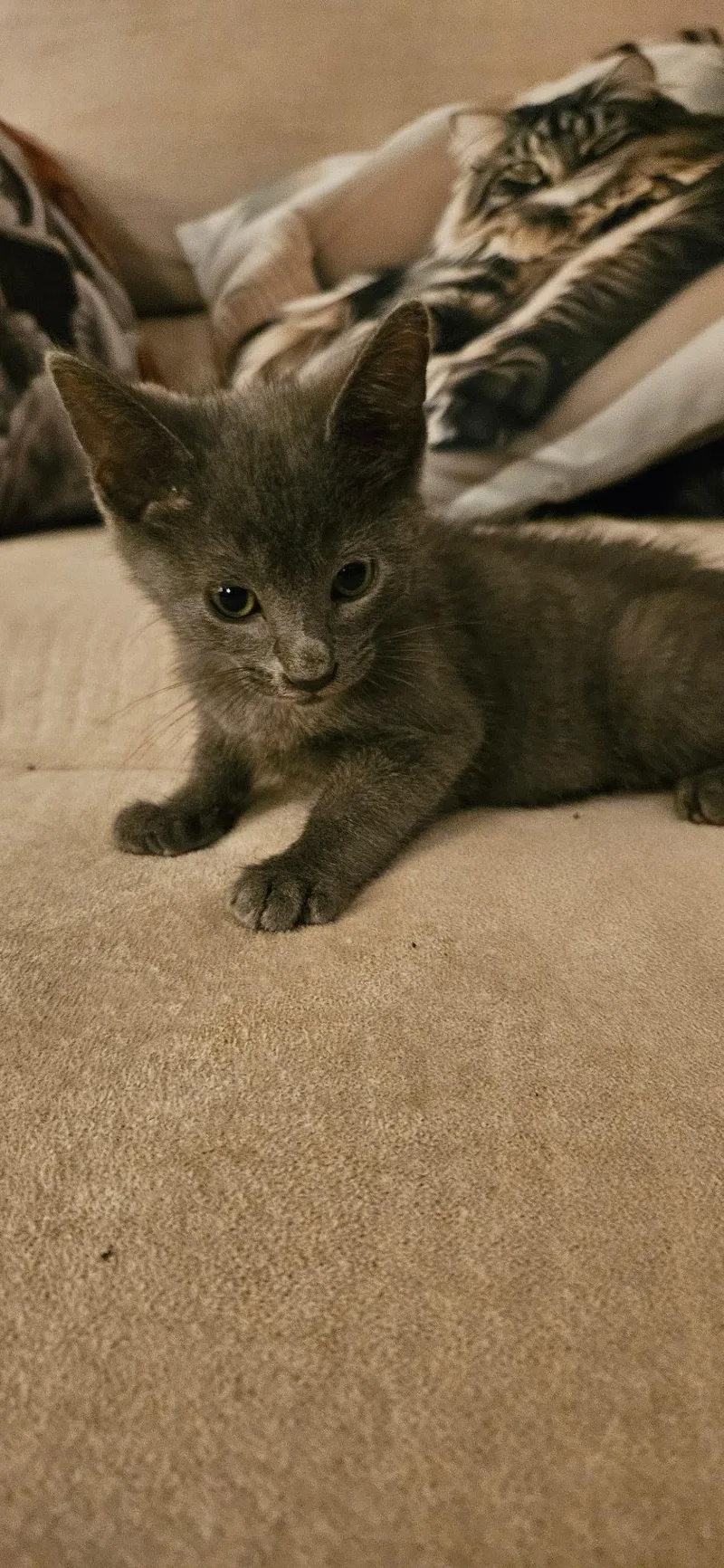 A baby medium-sized male Gray & White Domestic Short Hair cat named Riker for adoption in Mokena, IL