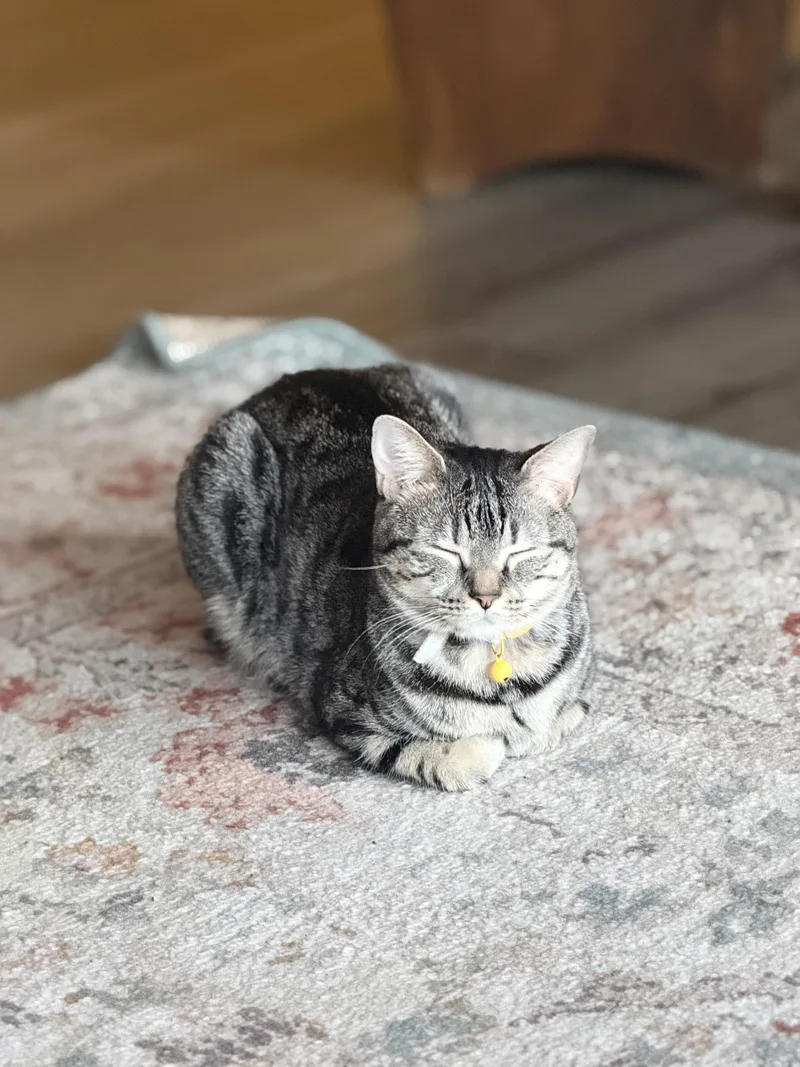 An adult medium-sized female Domestic Short Hair cat named Scarlett for adoption in Clayton, NC