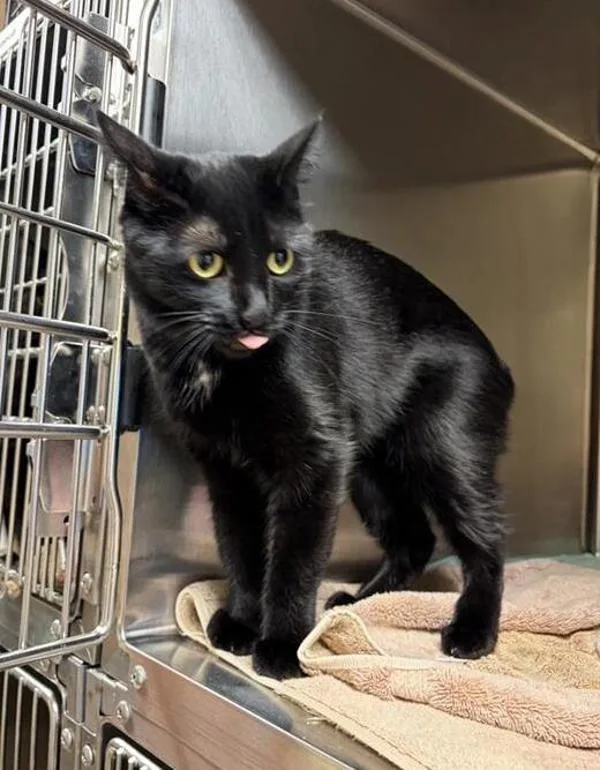 An adult small-sized female Domestic Medium Hair cat named Malibu for adoption in Great Falls, MT