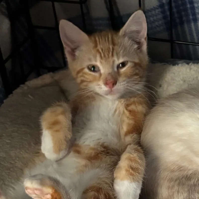 A baby small-sized male Orange / Red Domestic Short Hair cat named Tootsie Pop for adoption in Columbia, MO