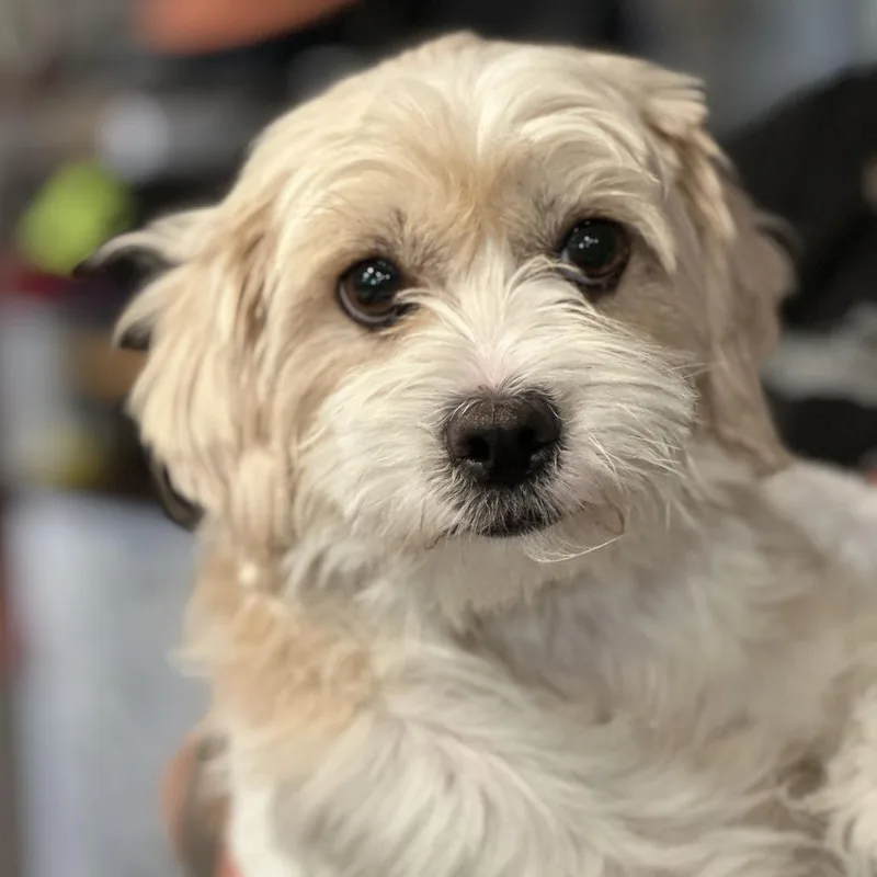A young small-sized female Yellow / Tan / Blond / Fawn Mixed Breed dog named Maz for adoption in San Francisco, CA