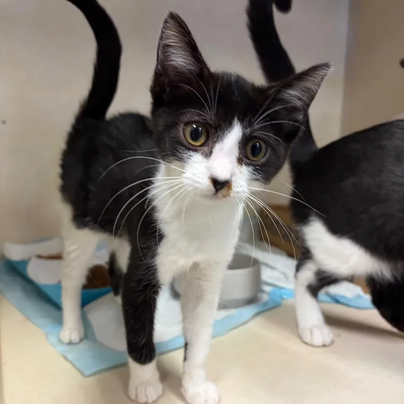A baby small-sized female Black Domestic Short Hair cat named Meatlug for adoption in Westminster, CA