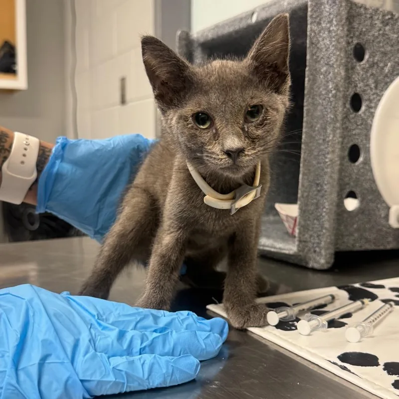 A baby small-sized female Domestic Medium Hair cat named Purrito for adoption in Greenville, SC