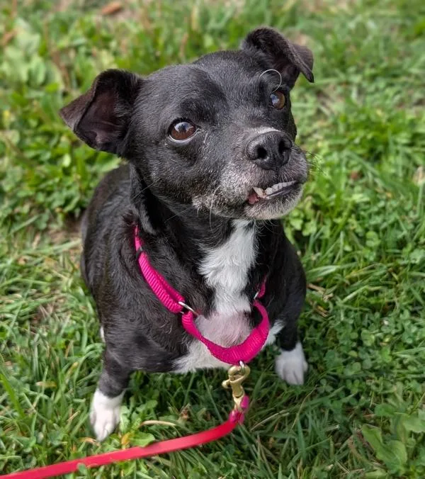 A senior small-sized female Chihuahua dog named Parsley for adoption in Santa Rosa, CA