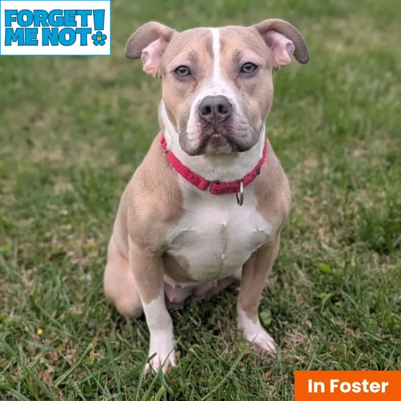 A young medium-sized female Yellow / Tan / Blond / Fawn American Bulldog dog named Nala Dreamland for adoption in Baltimore, MD