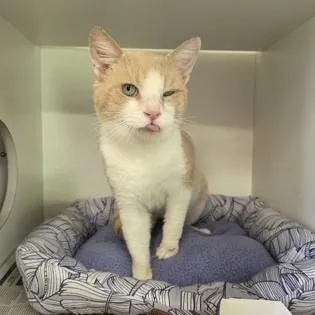 An adult medium-sized male Tabby (Orange / Red) Domestic Short Hair cat named Shawn Paw for adoption in Phoenixville, PA