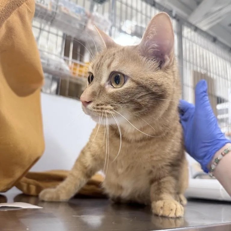An adult medium-sized male Orange / Red Domestic Short Hair cat named Ichabod for adoption in New York, NY