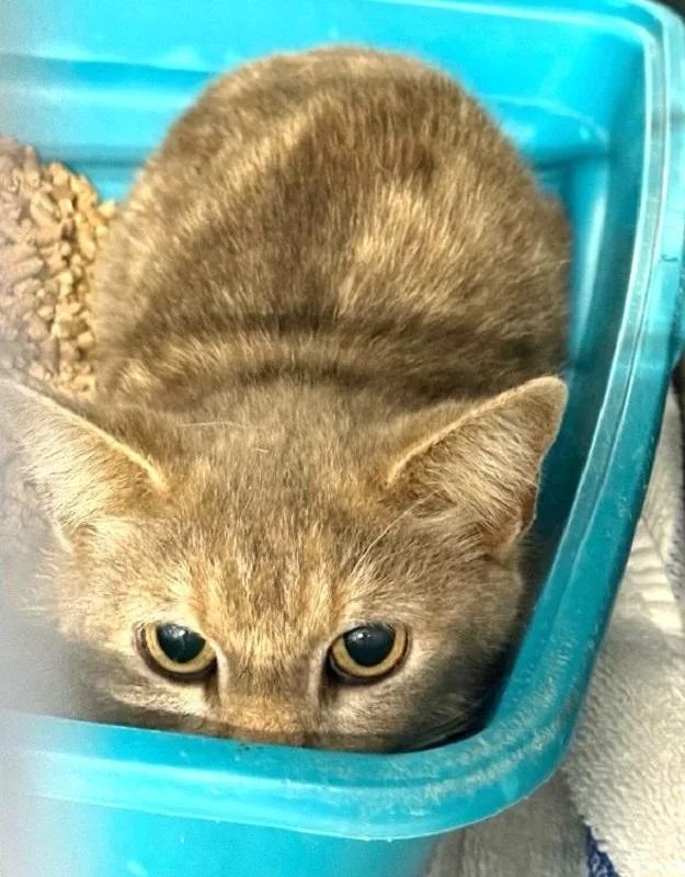 A young medium-sized female Tabby (Buff / Tan / Fawn) Domestic Short Hair cat named Morganne for adoption in Pegram, TN