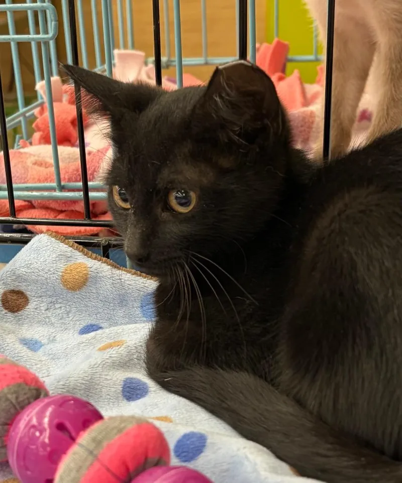 A baby medium-sized female Domestic Short Hair cat named Spade for adoption in San Antonio, TX