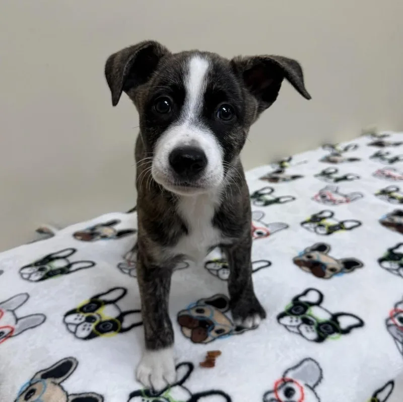 A young medium-sized male Brindle Mixed Breed dog named Clover for adoption in Greensburg, PA