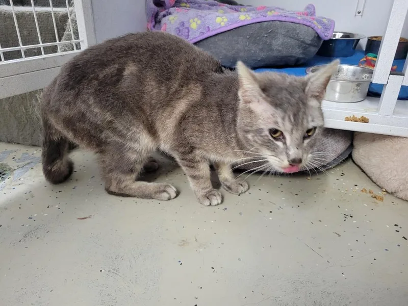 A young medium-sized male Domestic Short Hair cat named Carson for adoption in Camden, TN