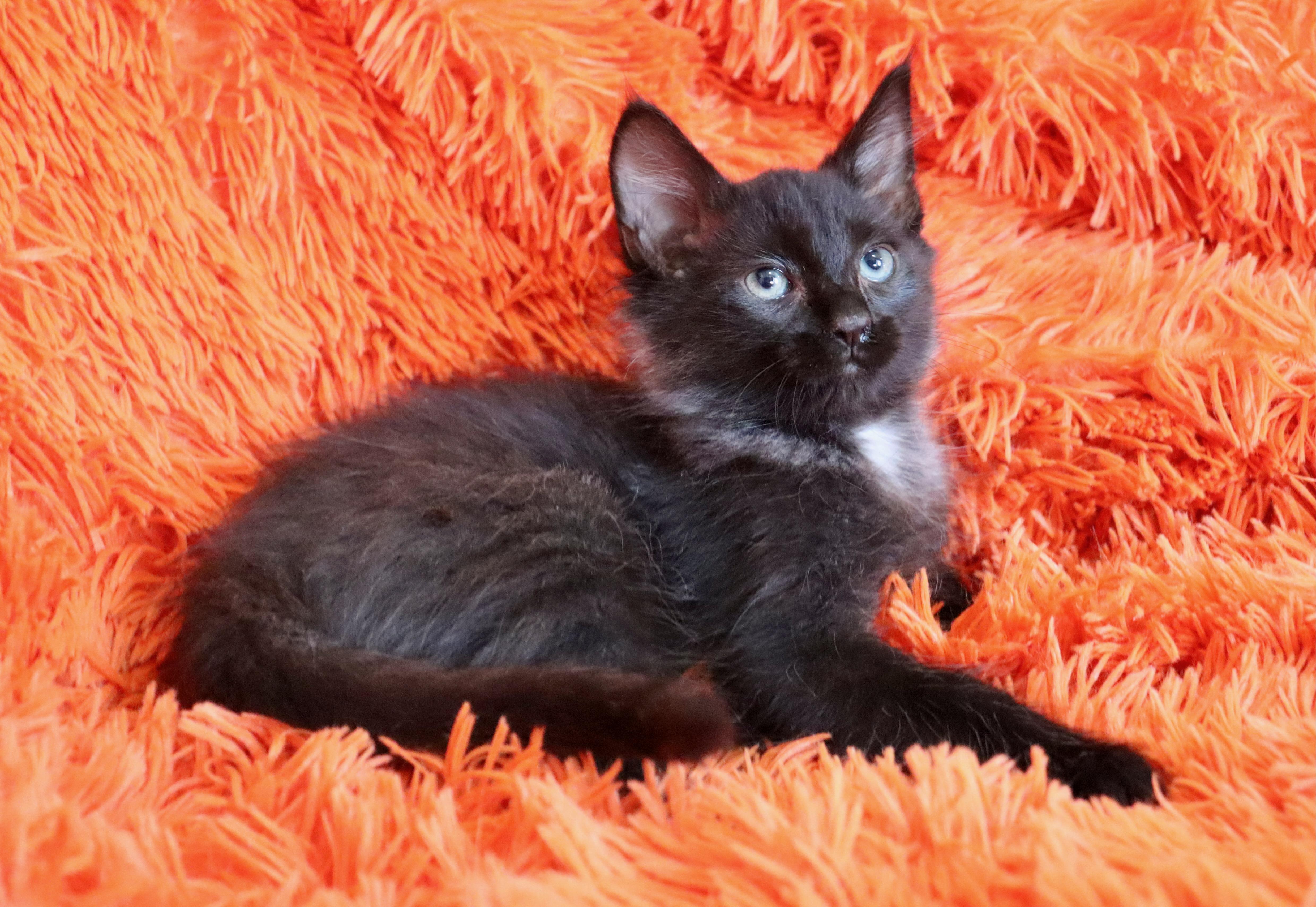 A baby medium-sized male Black Domestic Long Hair cat named Pearce for adoption in Saint Augustine, FL