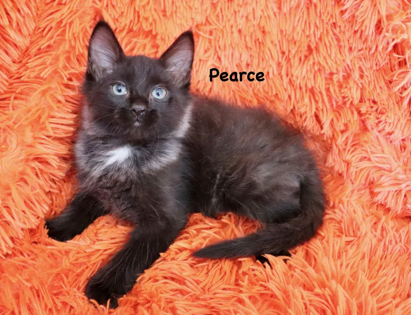 Pearce thumbnail 2