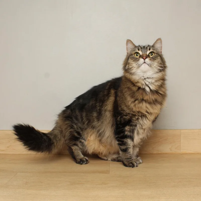 Bojack Horsemanc thumbnail 2