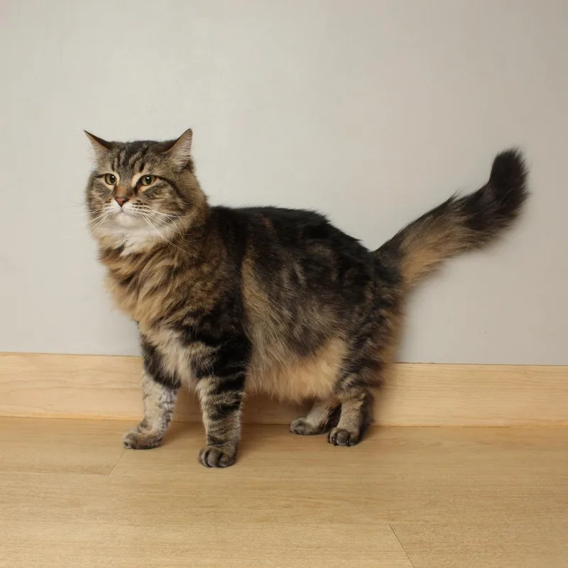 Bojack Horsemanc thumbnail 3