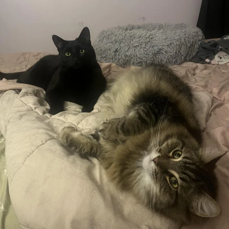 Bojack Horsemanc thumbnail 4