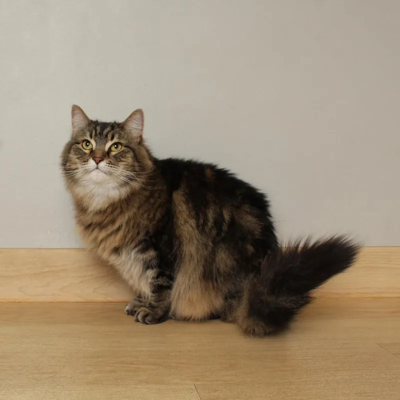 Bojack Horsemanc thumbnail 5