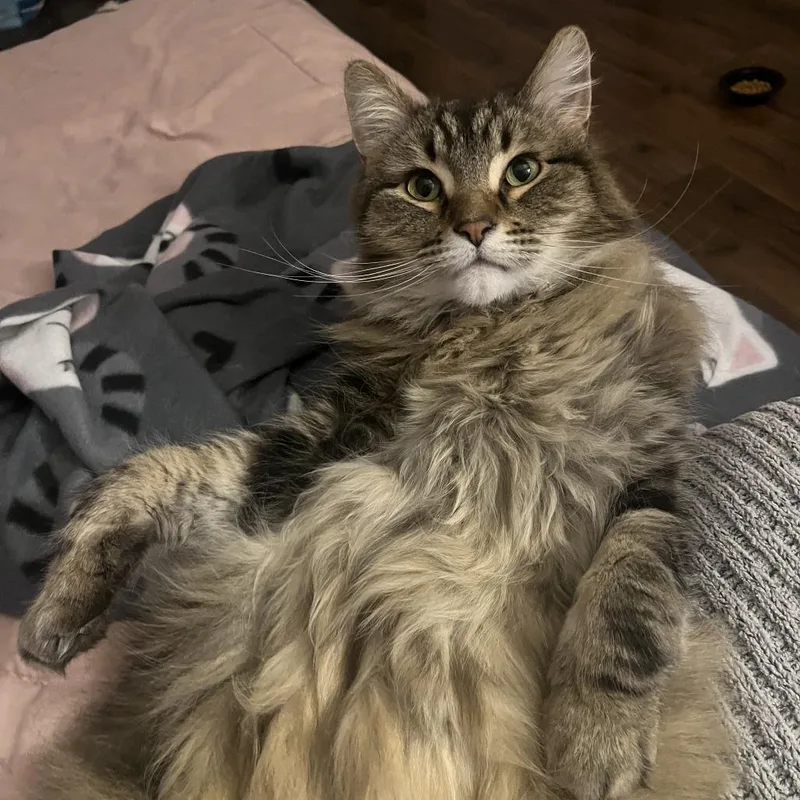 Bojack Horsemanc thumbnail 6