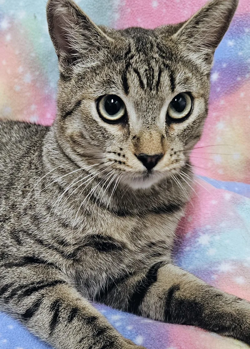 A baby medium-sized male Black Domestic Short Hair cat named Oscar  Rancho Cucamonga for adoption in Yorba Linda, CA