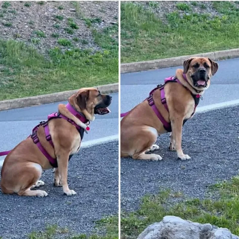 An adult extra large-sized female Apricot / Beige Boerboel dog named Emily for adoption in Flintstone, MD