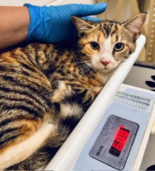 A young medium-sized female Domestic Short Hair cat named Speedy for adoption in Derwood, MD
