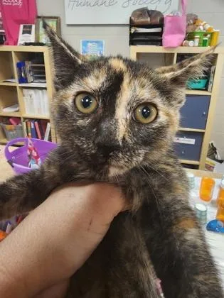 A baby small-sized female Domestic Short Hair cat named Tiger $ for adoption in Seneca, SC